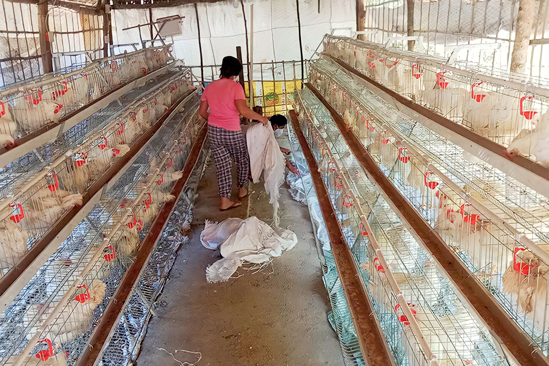 290 Rtl Chicken Pinagkaloob Sa 25 Magsasaka Sa Romblon Pagbebenta Ng Mga Itlog Nasimulan Na 3112