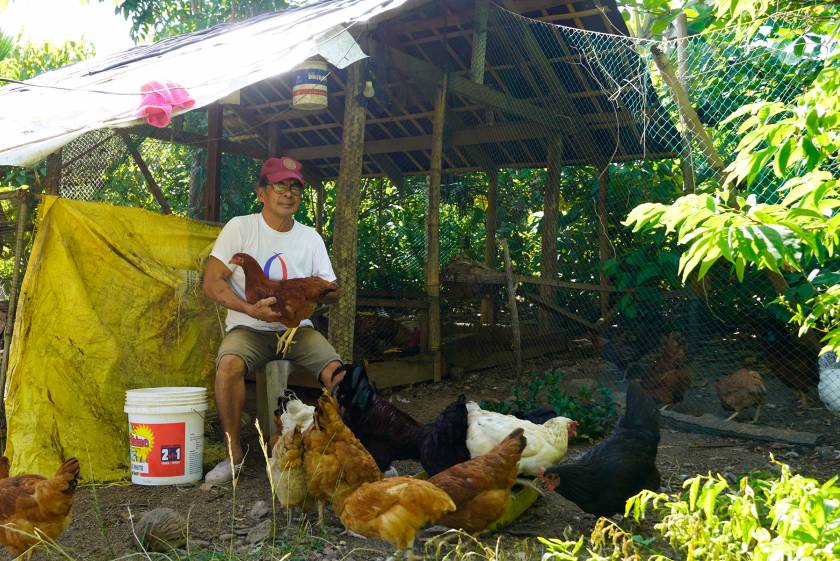DA-MIMAROPA’s livestock livelihood program beneficiary breeds free-range chickens to help his fellow farmers
